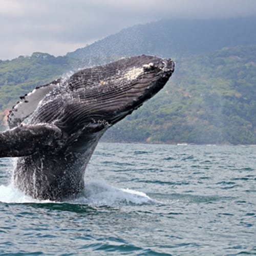 Boat collides with humpback whale off the coast of Mexico 