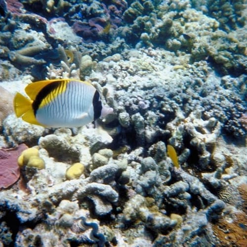 Researchers discover deepest corals in Great Barrier Reef with the use of an ROV