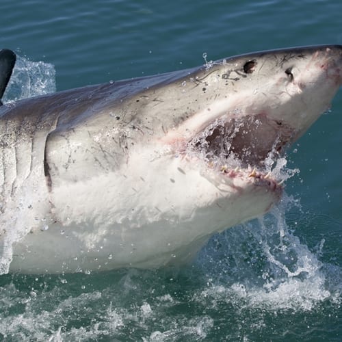New shark policy takes effect in Massachusetts